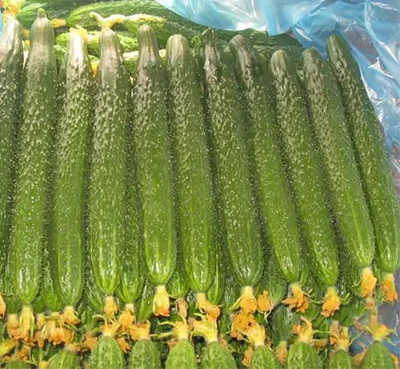 蔬菜
